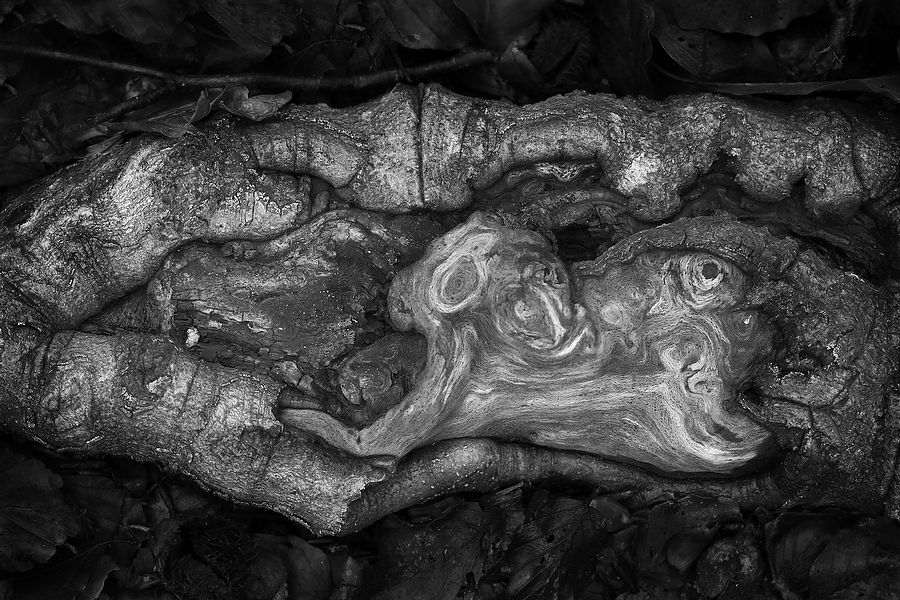 Roots - Epping Forest - London - UK- Fine Art photography