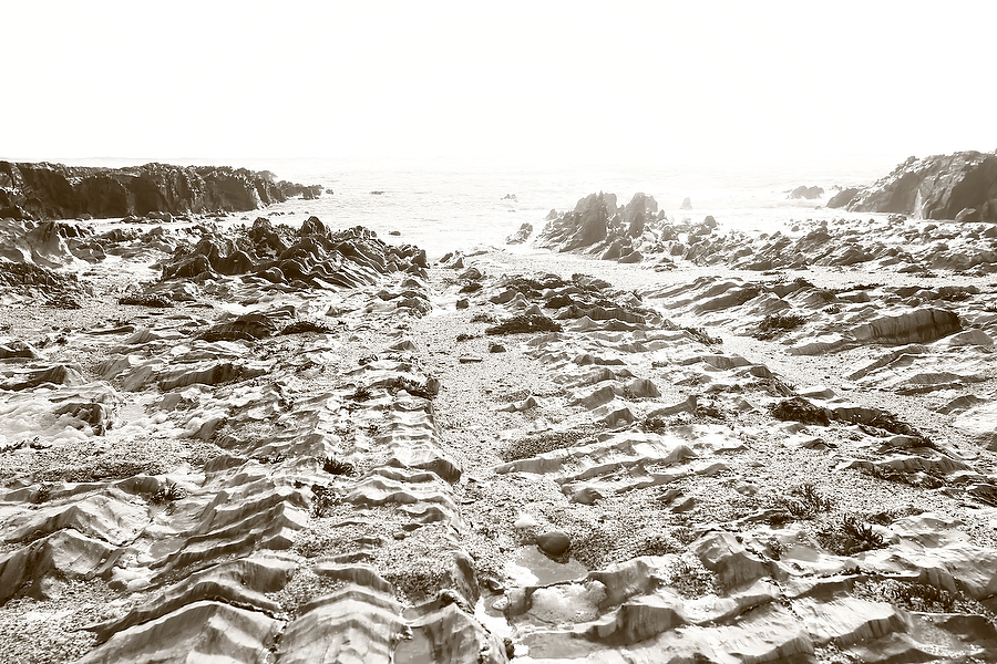 Wild Life, Nature and Landscape Photography