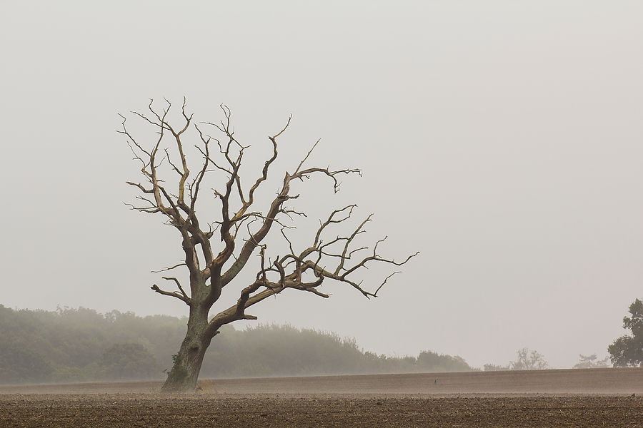 Wild Life, Nature and Landscape Photography