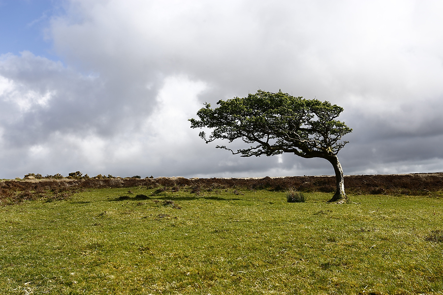 Wild Life, Nature and Landscape Photography