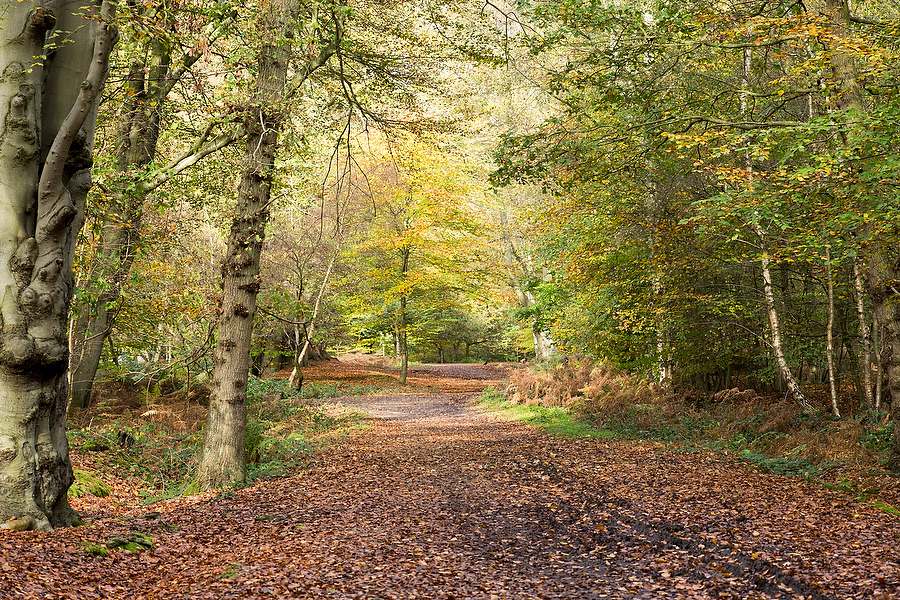 Wild Life, Nature and Landscape Photography