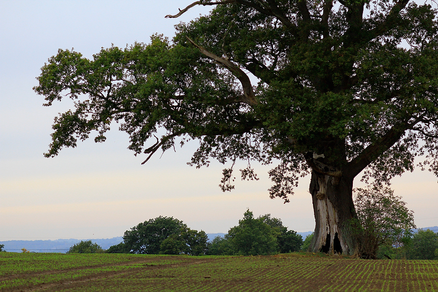 Wild Life, Nature and Landscape Photography
