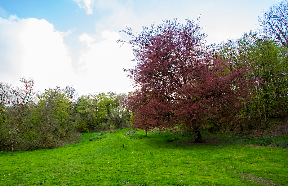 Wild Life, Nature and Landscape Photography