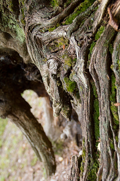 Wild Life, Nature and Landscape Photography