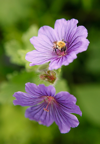 Wild Life, Nature and Landscape Photography