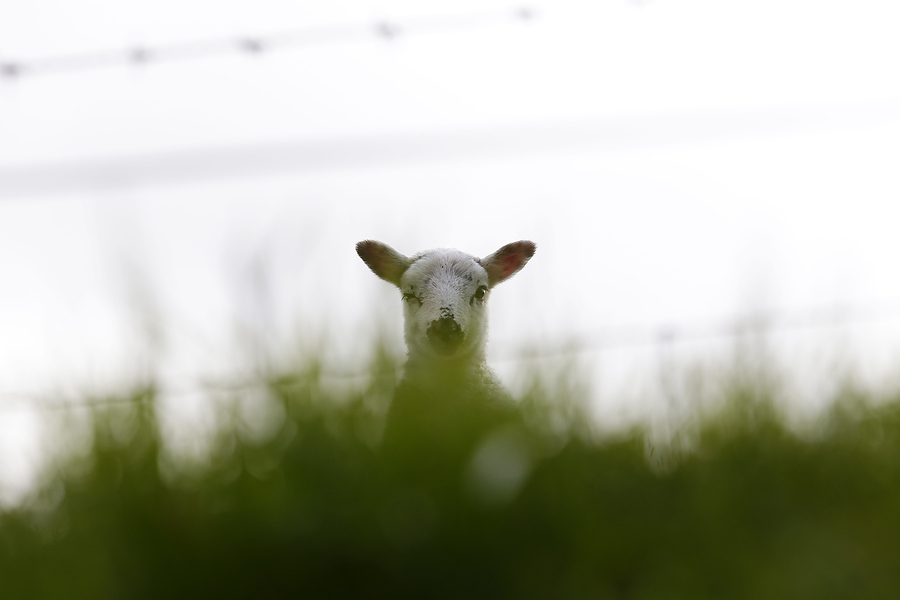 Wild Life, Nature and Landscape Photography