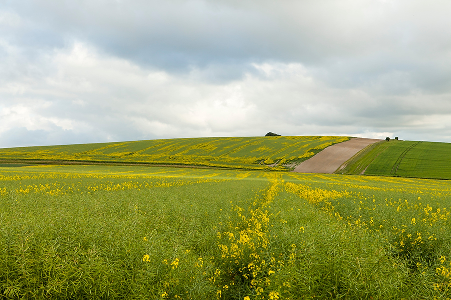 Avebury  - Travel Photography